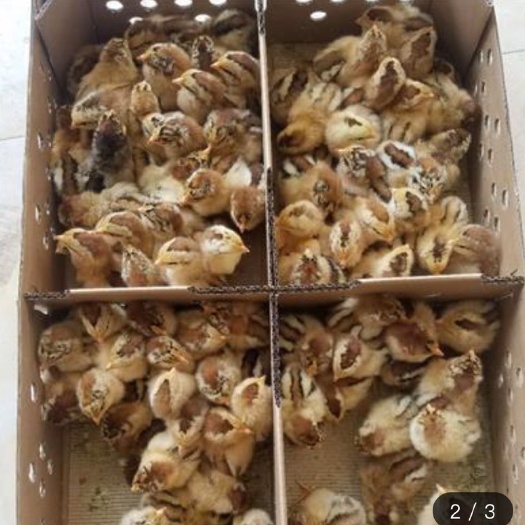 南宁 良凤花鸡苗 快大型肉鸡苗 混合苗