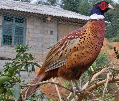 南宁七彩山鸡苗