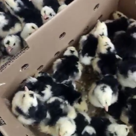 南宁贵妃鸡苗