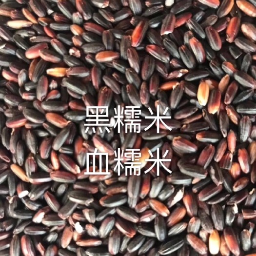 方正县 黑香米，黑糯米，黑色素含量（3一3．5）做米饭，煎馒头佳品