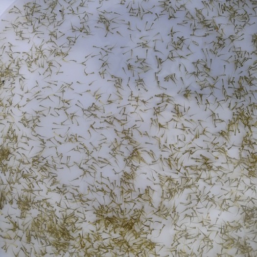 黄冈青鱼苗 青鱼水花 夏花