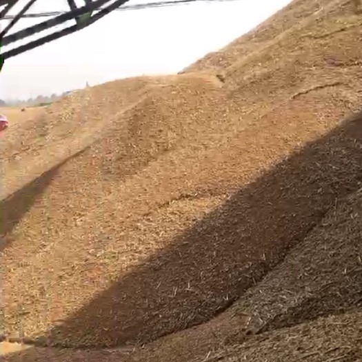 临泉县 长年大量销售优质小麦，诚招合作伙伴