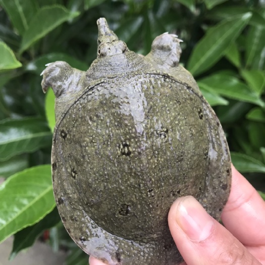2-4两水鱼苗甲鱼苗团鱼苗