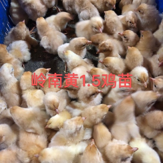广州 正宗农科院岭南黄土1.5公鸡苗