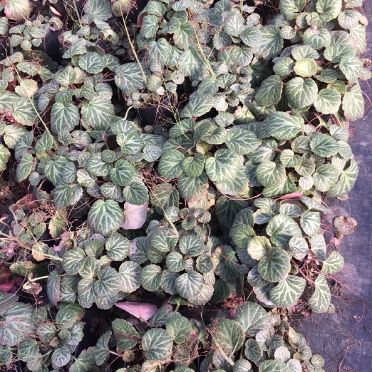 沭阳县虎耳草