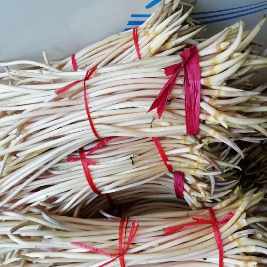 泗洪县 自种优质藕带品种