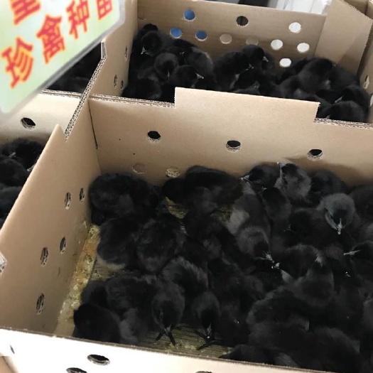 广州五黑绿壳蛋鸡苗，五黑鸡苗，五黑一绿，黑冠黑肉黑毛黑脚黑皮