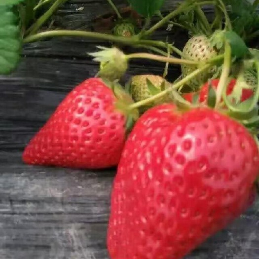 泰安 草莓苗
