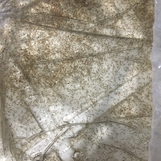 厦门南美白对虾苗