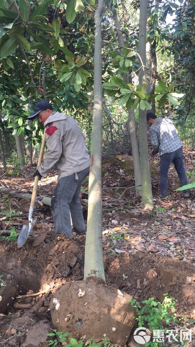  广玉兰基地1-25公分基地直销,10公分150元上车