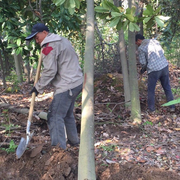  广玉兰基地1-25公分基地直销,10公分150元上车