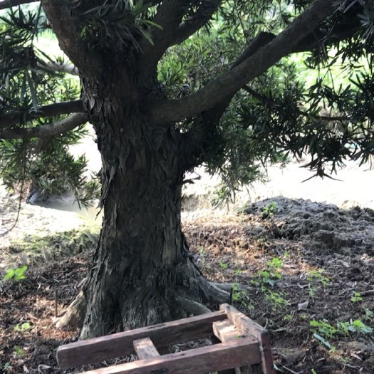 广州 粗罗汉松