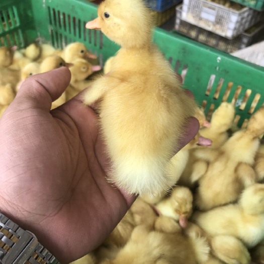 钦州桂柳鸭苗  樱桃谷鸭苗（桂柳白鸭苗）