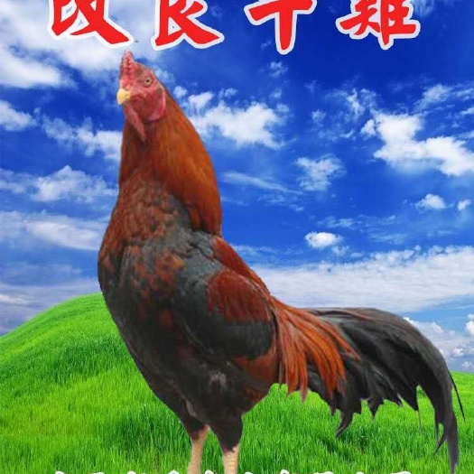 南宁 改良斗鸡苗