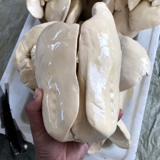 临朐县专业鹅肝生产商