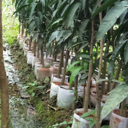 灵山县 台农一号芒果苗