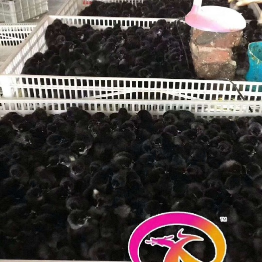 广州 五黑一绿蛋鸡苗