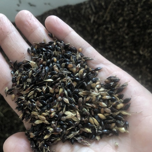沭阳县 苏丹草种子牧草养鱼必备鱼草种子发芽率高全新种子产量高