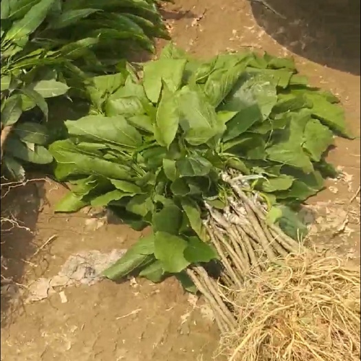 灵山县 长果桑苗