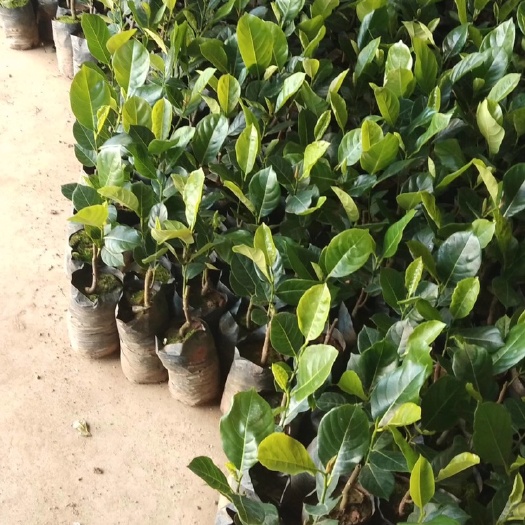 灵山县四季菠萝蜜苗 四季菠萝苗