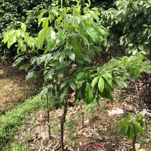 广州荔枝王苗  仙进奉嫁接苗