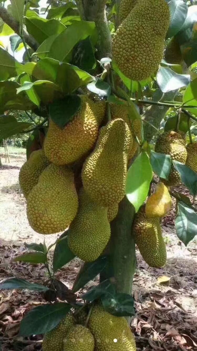 灵山县金枕榴莲苗  榴莲密，榴莲的味道菠萝蜜的外表