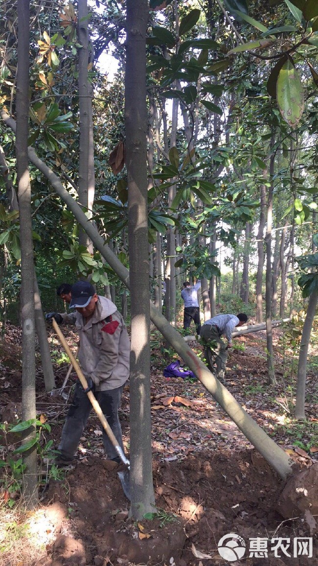  广玉兰基地1-25公分基地直销,10公分150元上车