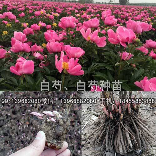 白芍种苗，芍药苗，红花白芍苗批发，白芍芽子价格