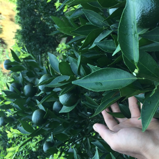 浦北县新津蜜桔 4 - 4.5cm 1两以下 新桧桔适用制作茶果