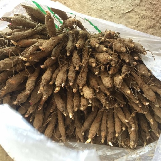 亳州赤芍苗，改良芍药种苗，赤芍种苗批发，两年赤芍苗价格