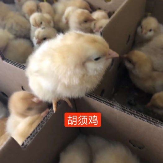 广州 胡须鸡   纯种胡须鸡苗