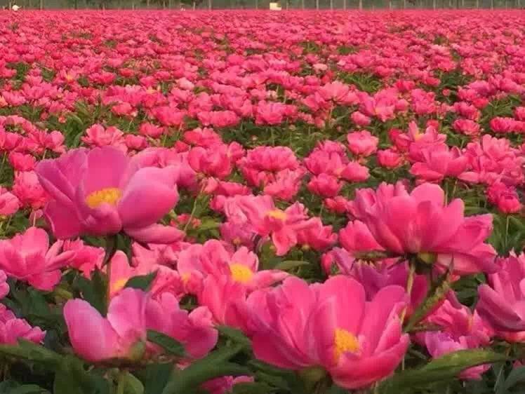 白芍种苗，芍药苗，红花白芍苗批发，白芍芽子价格