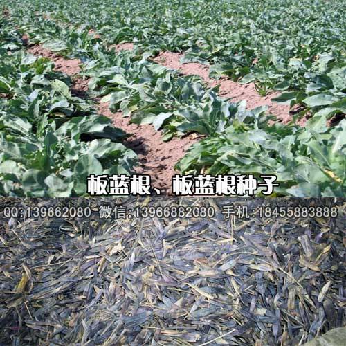 板蓝根种子，板兰根种子批发，板蓝根籽价格