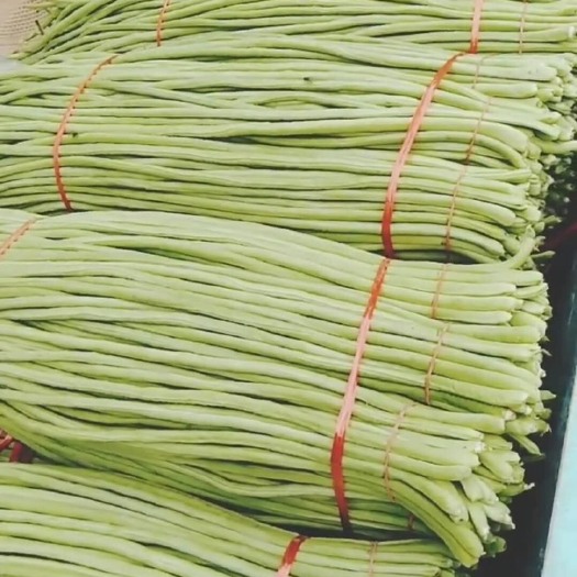 兰陵县 豆角大量上市，有需要代收的联系