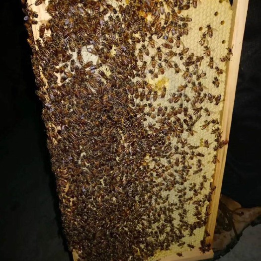 成都 中华蜜蜂