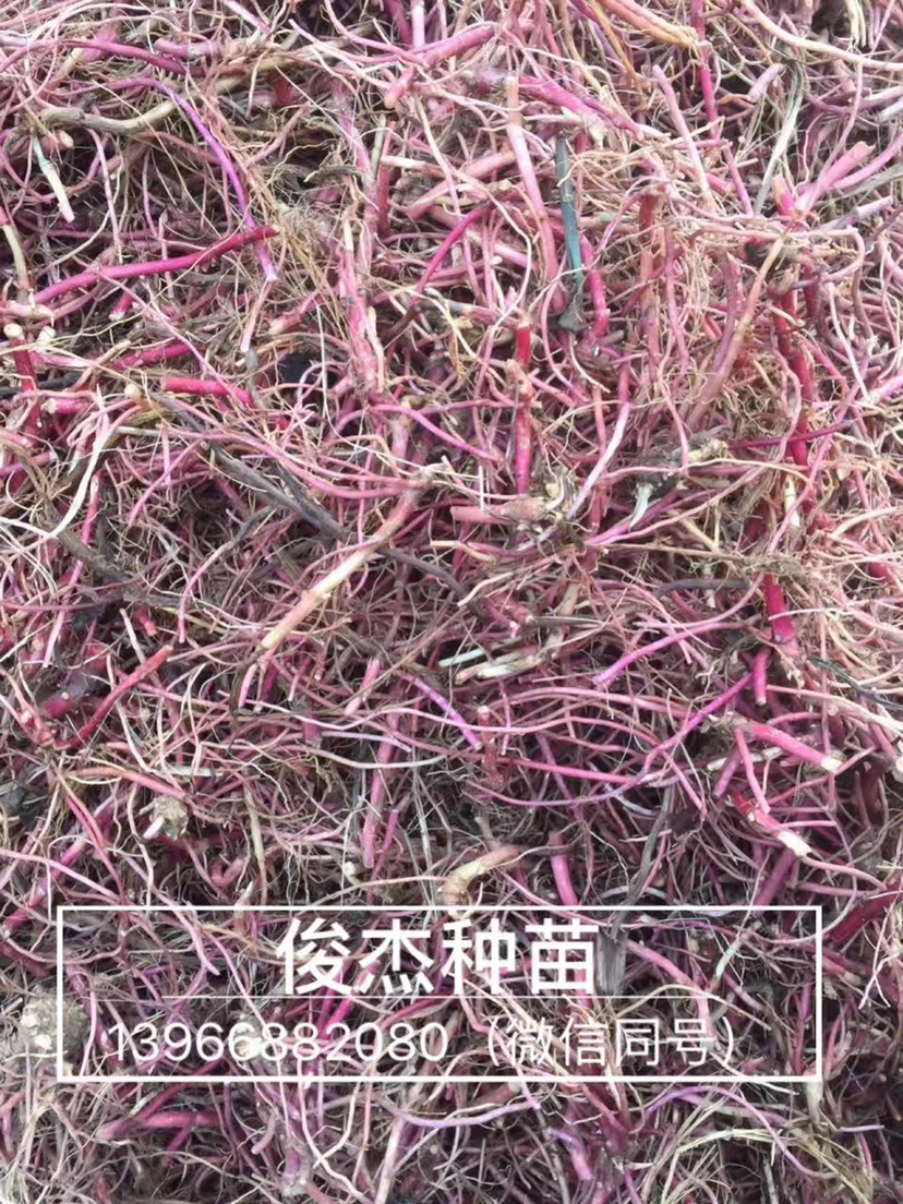 亳州紫菀种苗，紫菀苗批发，亳州紫菀芽子价格