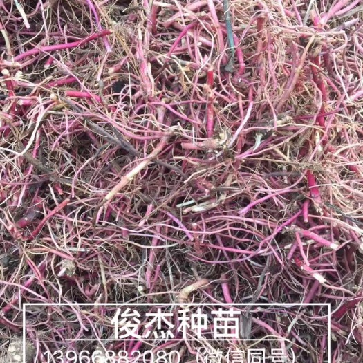 亳州紫菀种苗，紫菀苗批发，亳州紫菀芽子价格
