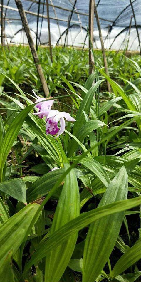 亳州紫花白芨苗   白芨苗批发，紫花三叉白芨苗价格，白芨种苗基地供应