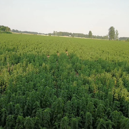 亳州薄荷种子 薄荷种苗，薄荷苗种植基地批发，茶药两用薄荷种苗价格