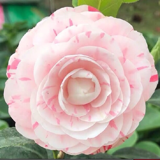 漳平市 茶花十八学士基地直销