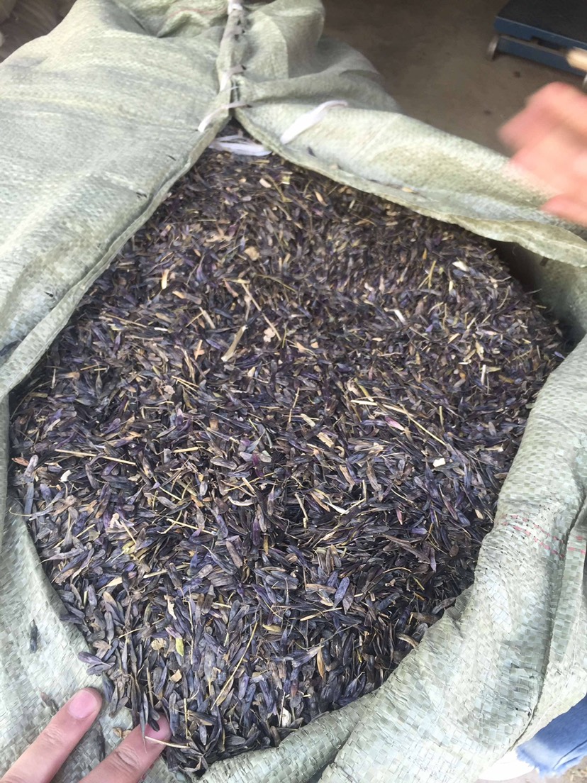 板蓝根种子，板兰根种子批发，板蓝根籽价格