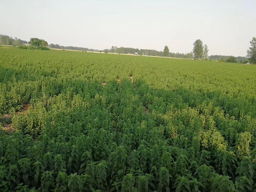 薄荷种子 薄荷种苗，薄荷苗种植基地批发，茶药两用薄荷种苗价格