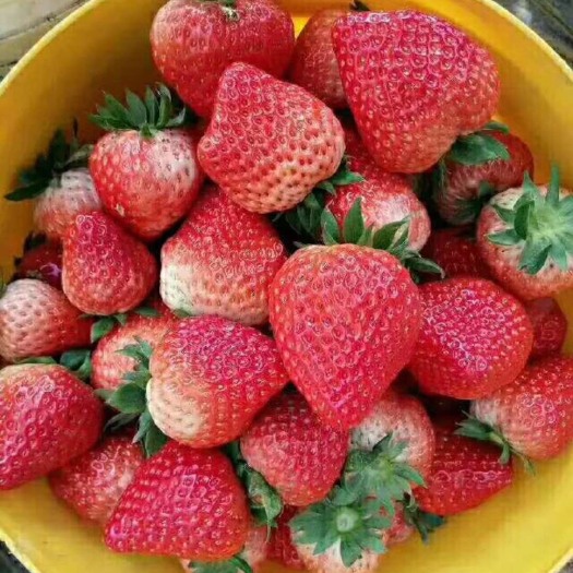 泰安 草莓苗
