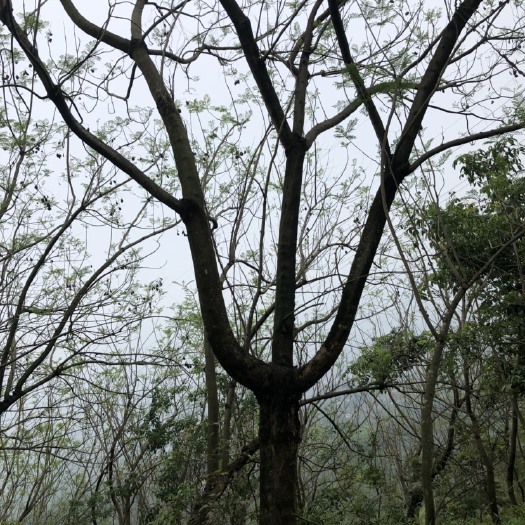 普通蓝花楹 30公分以上篮花楹