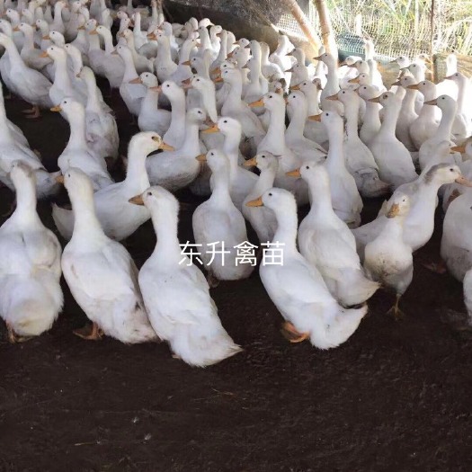 南宁桂柳鸭苗 桂柳白鸭
