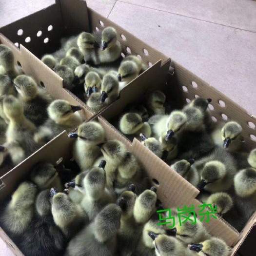 广州 鹅苗  大种马岗杂鹅苗