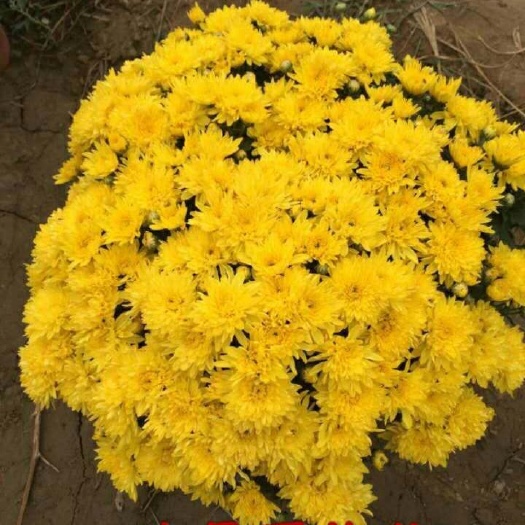 亳州观赏菊花苗，各种颜色观赏菊花种苗扦插苗，品种菊花苗批发