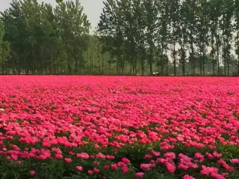 白芍种苗，芍药苗，红花白芍苗批发，白芍芽子价格