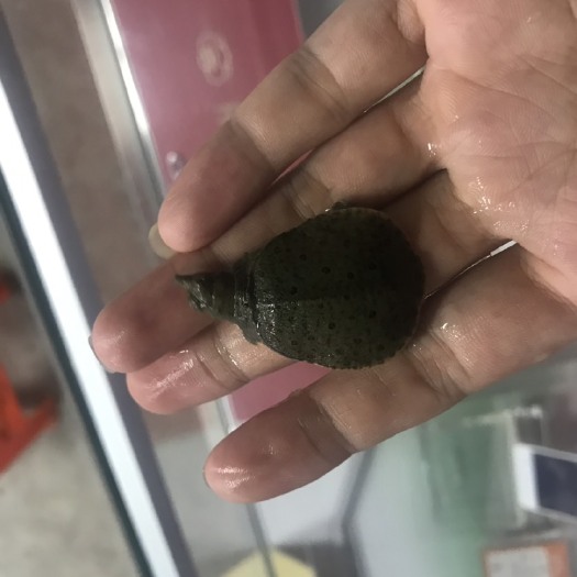 化州市 甲鱼苗