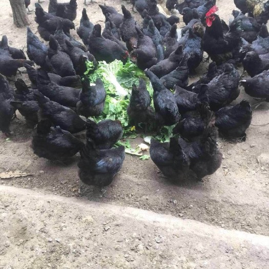 南宁 五黑鸡苗